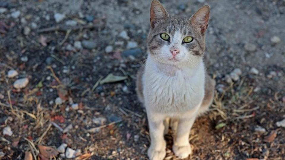 Halálos macskavírus ütötte fel a fejét Cipruson