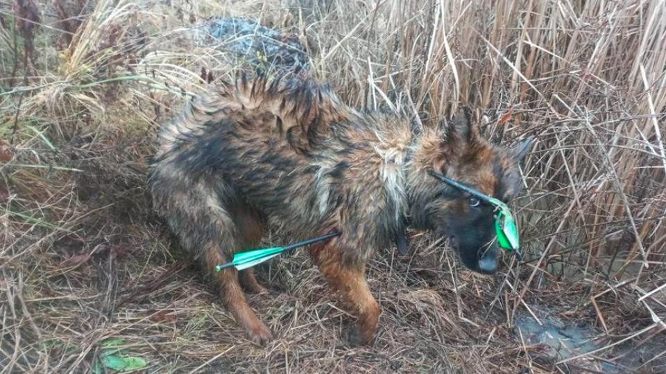 Íjjal lőttek az állatkínzók: két nyílvessző is átfúrta a kutyát