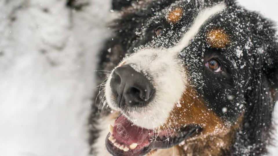 Ennél a hópelyheket evő kutyánál ma már biztos nem fogsz cukibbat látni

