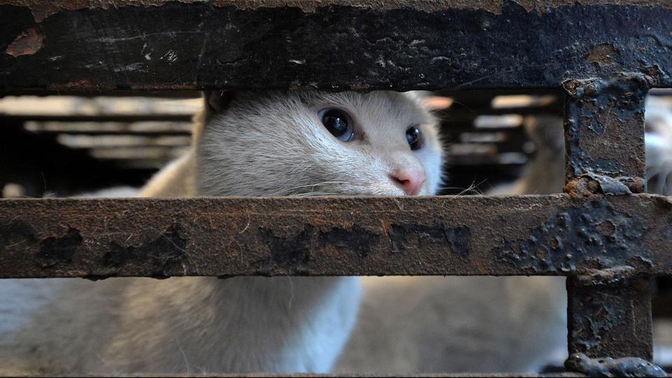 Majdnem ezer macskát mentettek meg a vágóhídtól Kínában