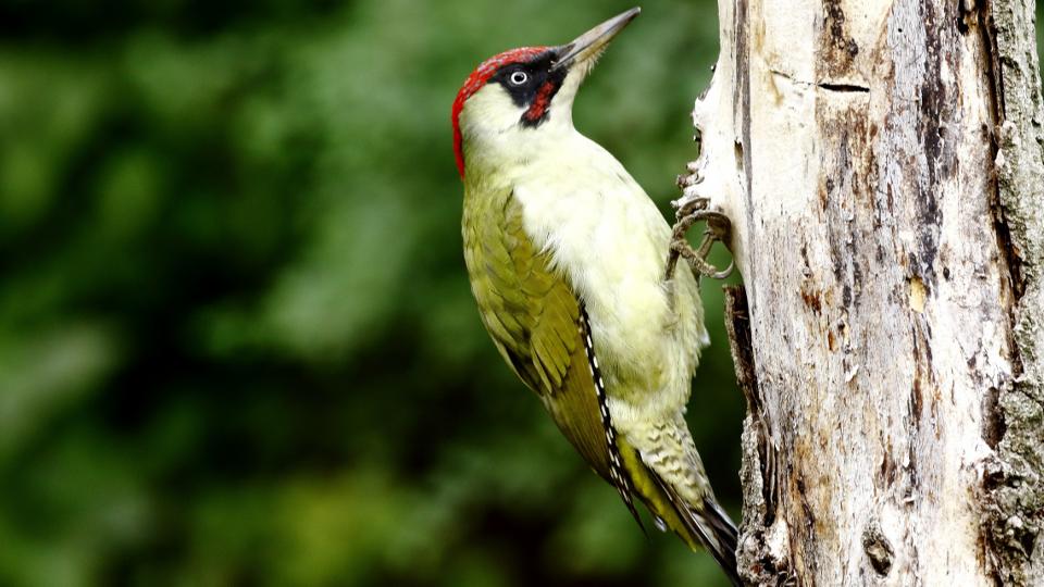 Hangyát eszik a testénél is hosszabbra kiölthető nyelvével az év madara