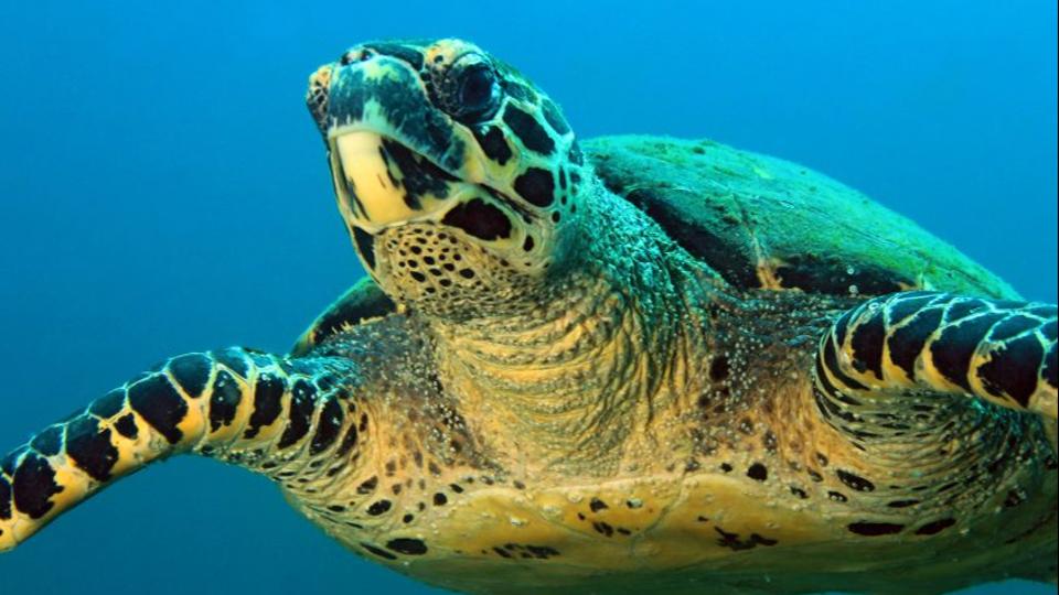 Panamában törvény védi a tengeri teknősök jogait
