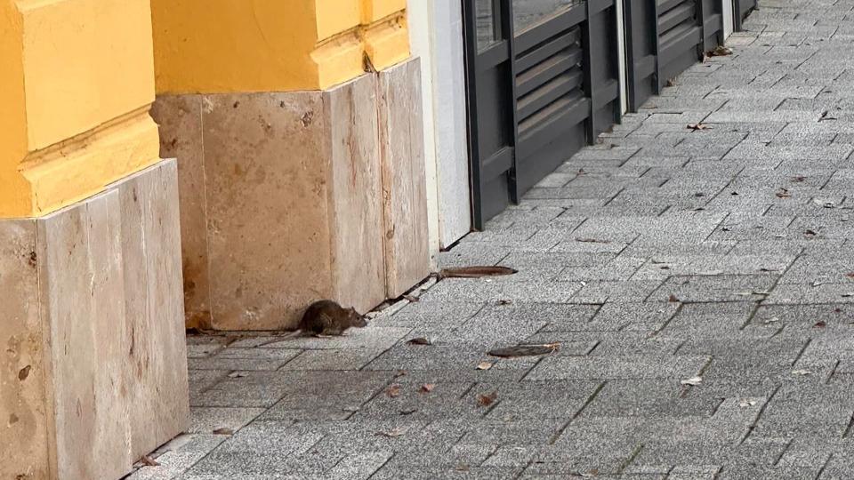 Patkny szaladglt a szombathelyi Belsiktorban