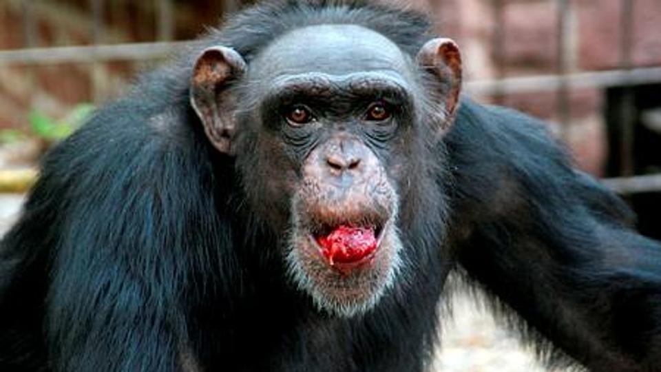 Belgium világelsőként vezeti be a kötelező majomhimlő-karantént