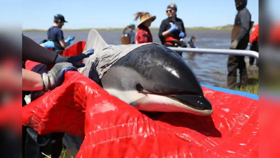 Lenyűgöző mentőakcióban küzdöttek hét delfin életéért