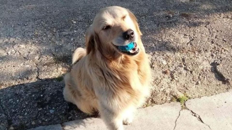 Borzalom: halálra verhették a család kutyáját a szomszédos vármegyében