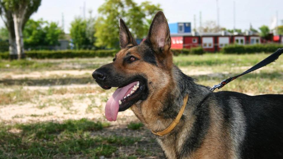 Rendőrt hívott az állatvédőkre a férfi, aki négyszer megkéselt egy kutyát Pesterzsébeten