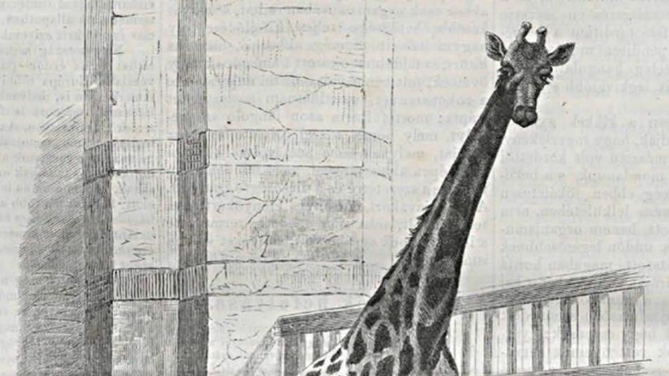 Nézd, ott a foltos nyakorján! – 165 éve született a pesti állatkert első zsiráfja