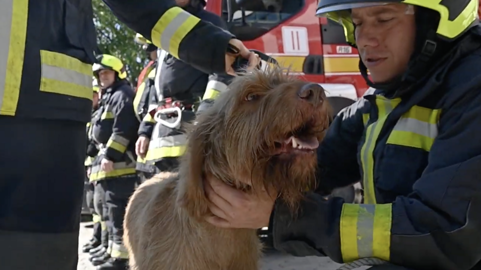 Nyugdíjba megy Kabos, a tűzvizsgáló kutya