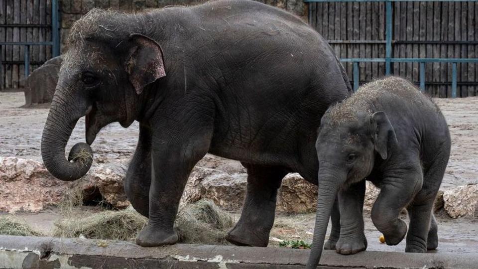 Így pancsol a kiselefánt a budapesti állatkertben!
