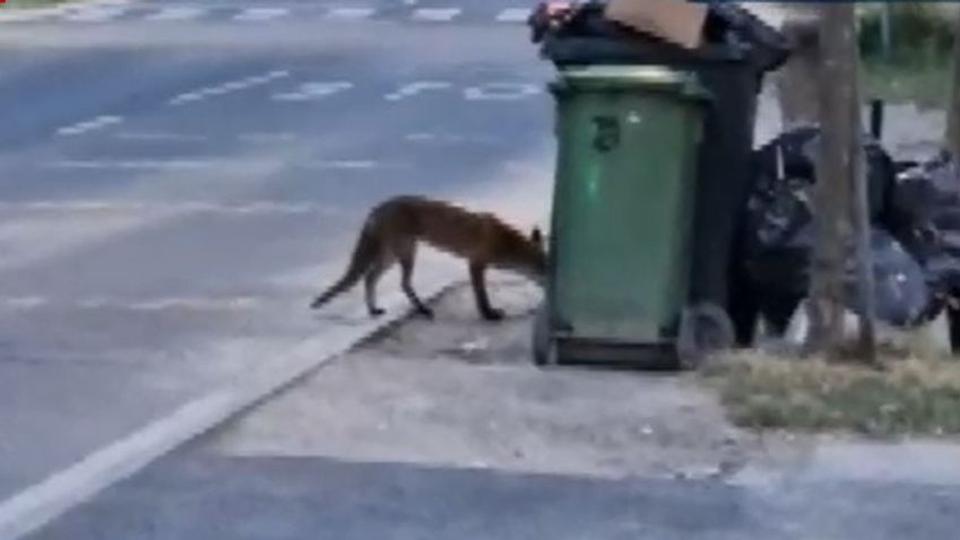 Kukából táplálkozó rókát vettek videóra Sopronban