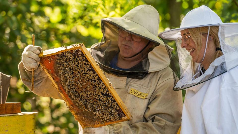 Nektárcsepegtetés közelről: méhkaptárt fogadhatunk örökbe