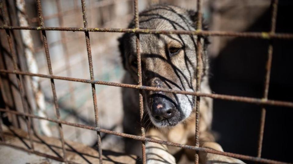 Összekaszabolt, súlyosan sérült kutyát találtak Szombathelyen, eljárás indult