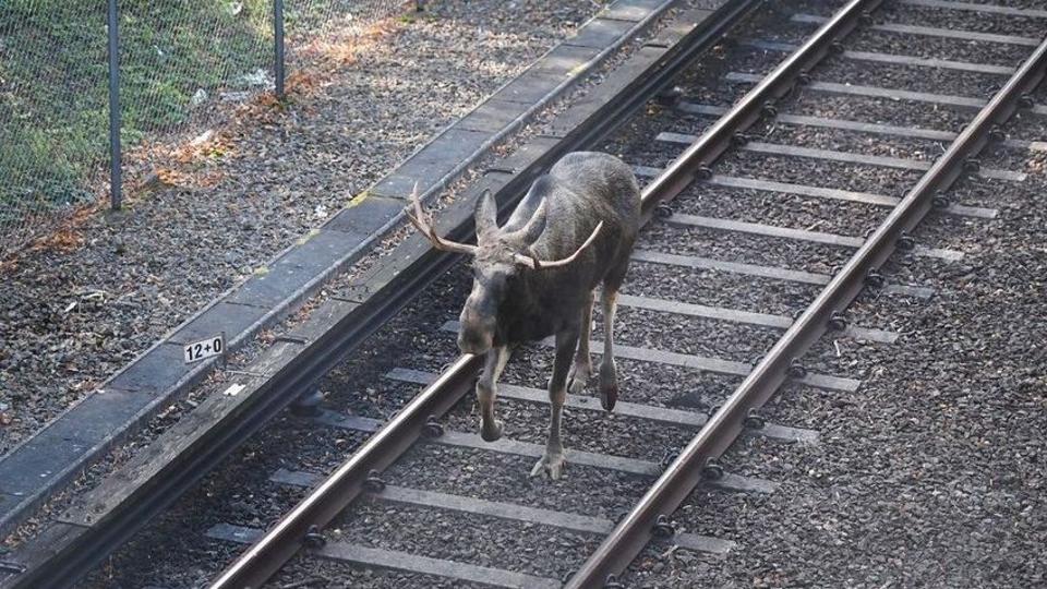 Jávorszarvas bénította meg a stockholmi metrót, az állatot lelőtték