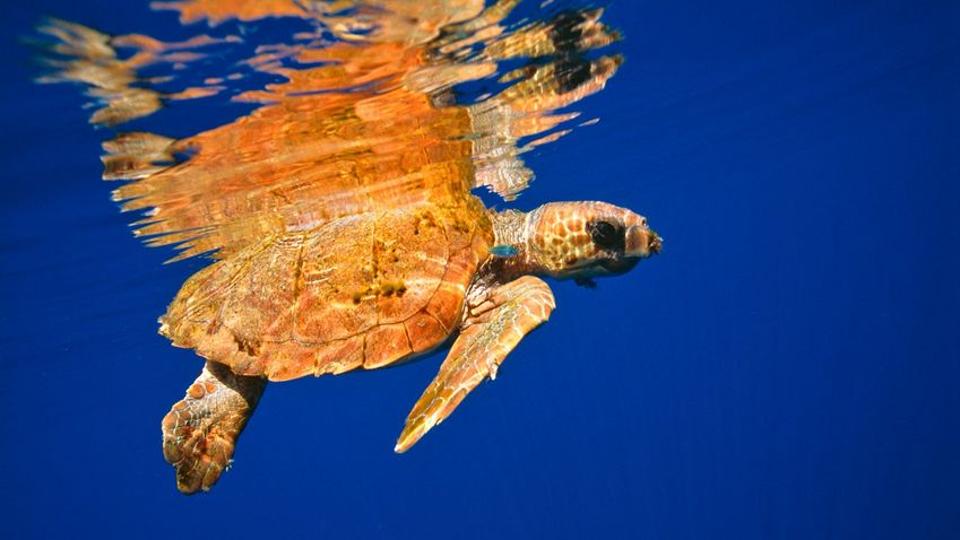 Harapós teknősök támadtak meg fürdőzőket Horvátországban