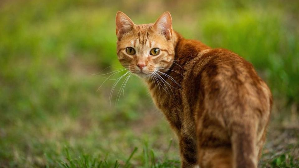 Vörös macska tart rettegésben egy egész falut, futva menekül előle, aki meglátja

