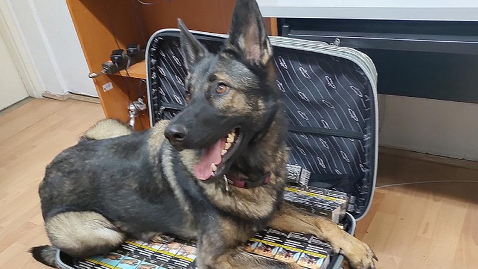 Több száz doboznyi csempészcigit szagolt ki egy kutya a magyar határon