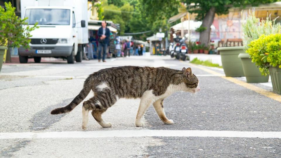 Szándékosan gázolt halálra egy háromlábú macskát egy hatvani sofőr
