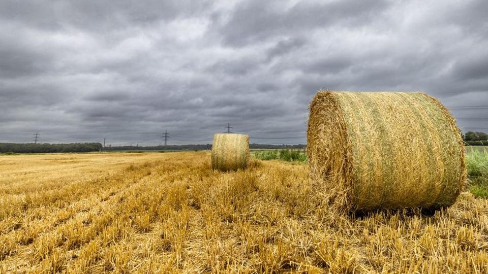 Szlovákia sem fogadja el az EU döntését: ők is meghosszabbítják az ukrán gabonaimport tilalmát