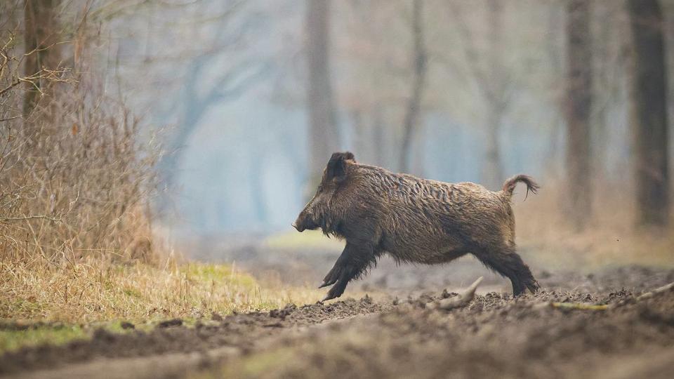 Belakták a szarvasok és a vaddisznók Magyarországot, gyérítésre van szükség