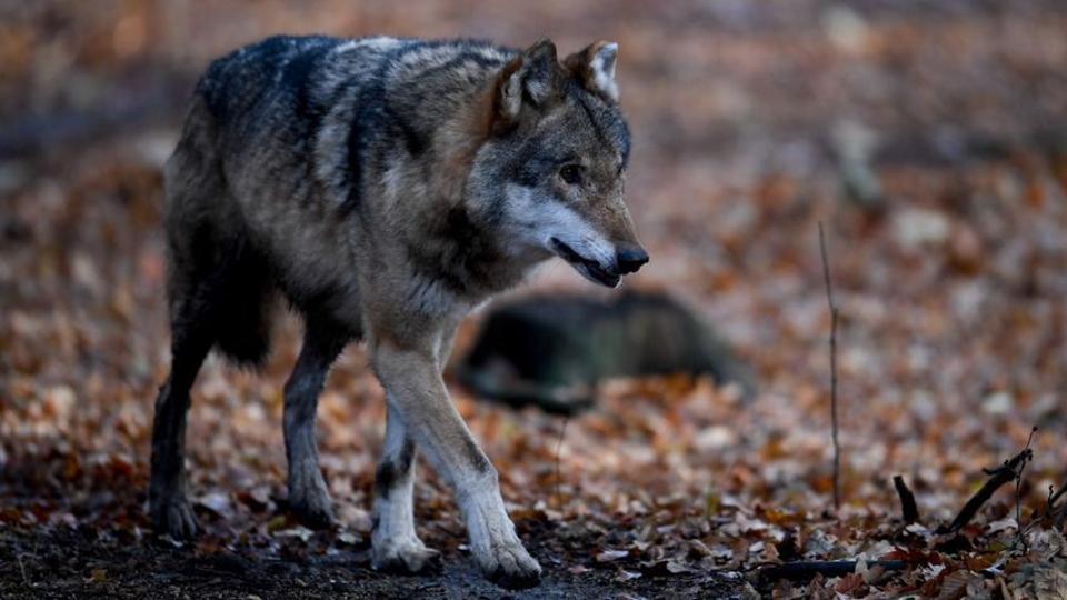 Letartóztatták a svájci farkas elpusztításáért felelős vadászokat!