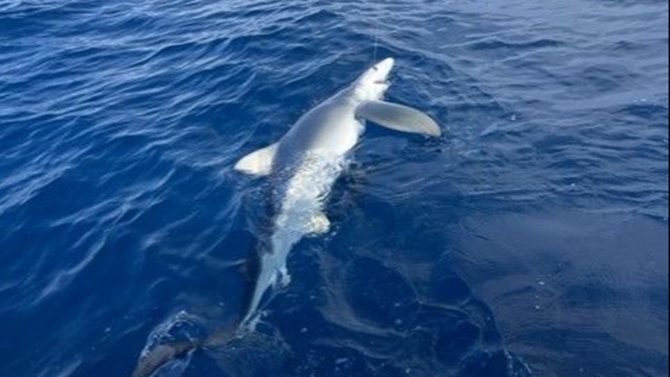 Kék cápát fogott a dunaföldvári horgász