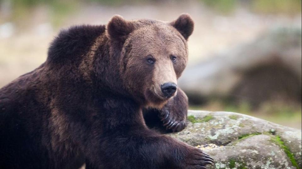 Medvetmads kvetkeztben meghalt egy turista Szlovkiban