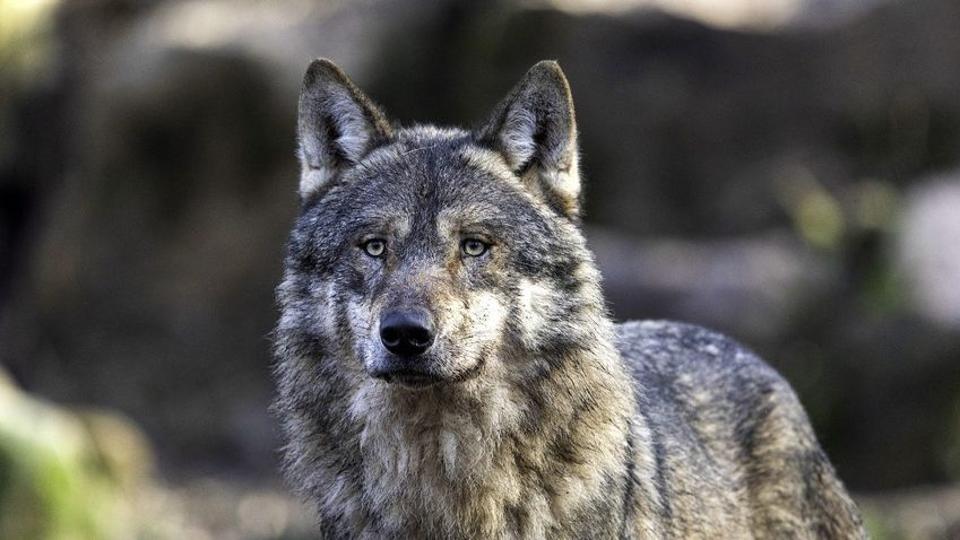 Váratlan fordulat a svájci farkas ügyében, kiderült, ki húzhatta meg a ravaszt
