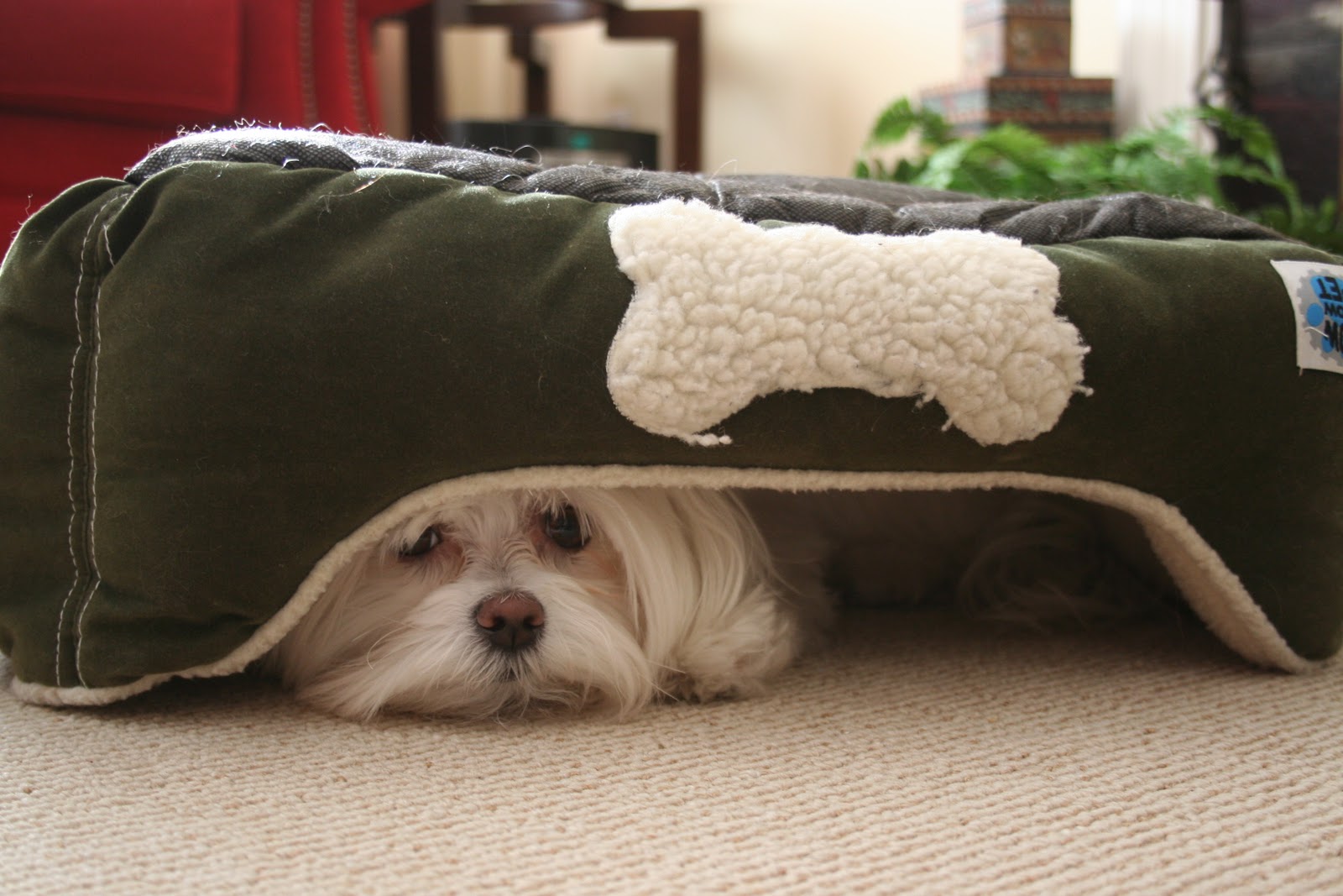 Почему собака прячется. Собака спряталась. Собака под диваном. Собака пол кровать. Собака под кроватью.