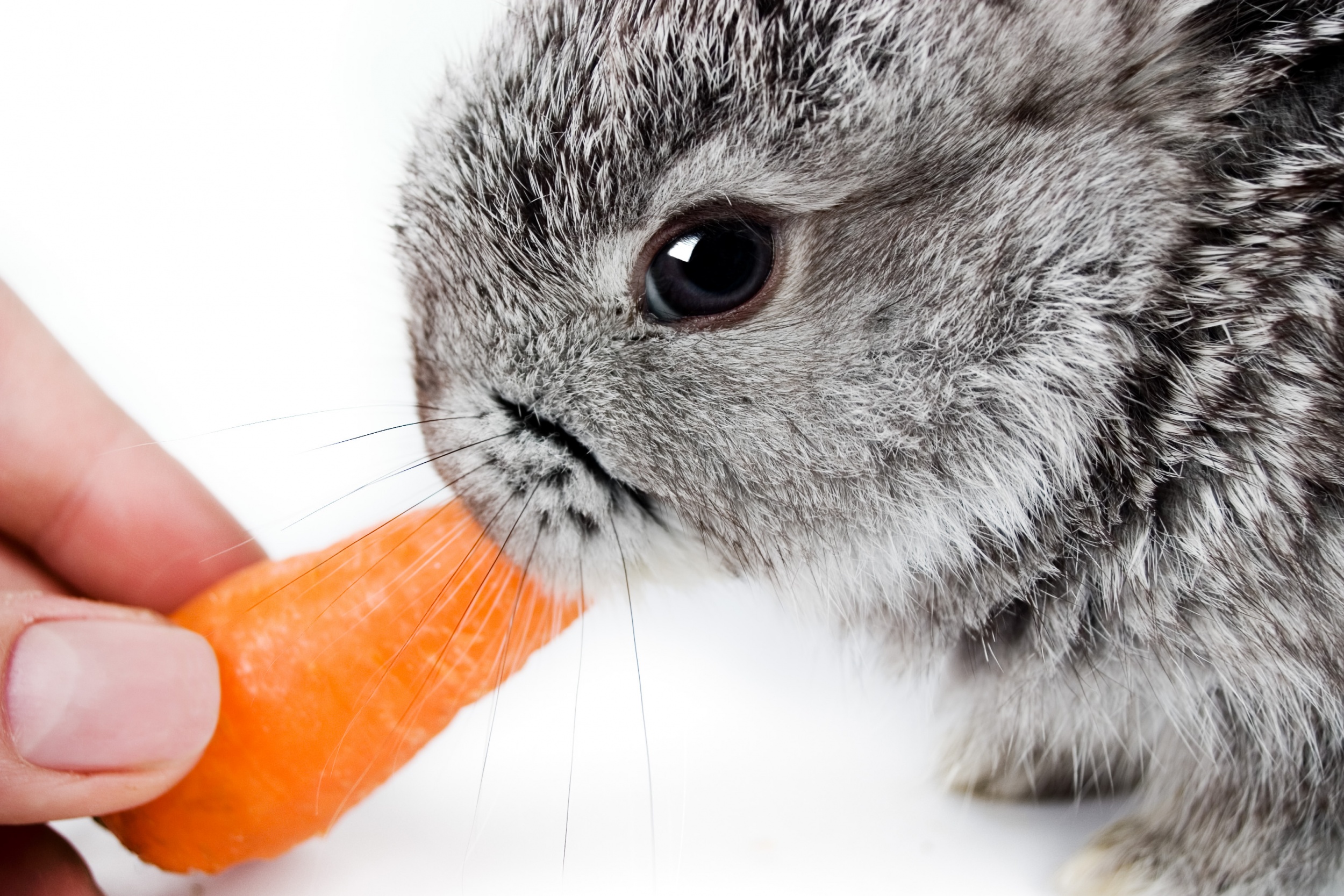 Можно ли давать кроликам сыр. Что едят Карликовые кролики. Кролик ест яблоко. Кролик с яблоками. Кролик с кабачком.